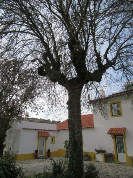 Quintal Do Freixo - Apartment